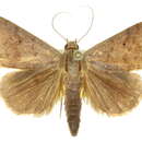 Image of Bocula sejuncta