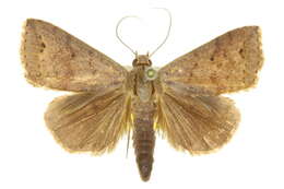 Image of Bocula sejuncta