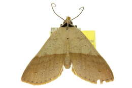 Image of Ophyx ochroptera Guenée 1852