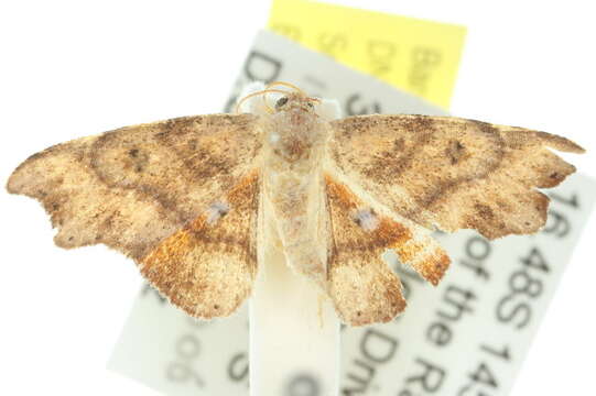 Image de <i>Laspeyria poecilota</i>