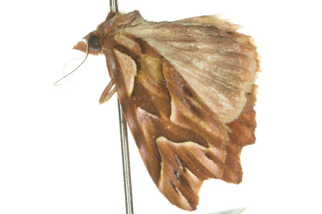 Image of <i>Clytoscopa lorrhoda</i>