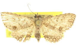 Image of Hypobleta cymaea Turner 1908