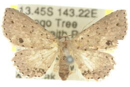 Image of Hypobleta cymaea Turner 1908