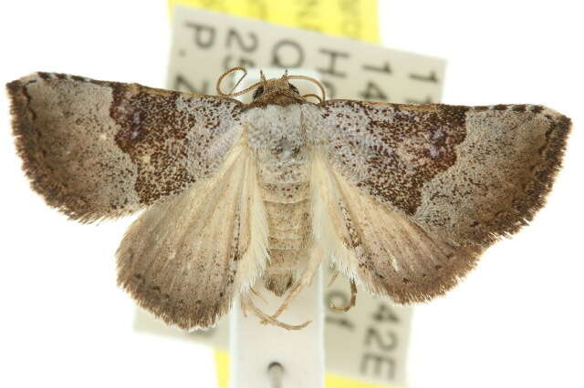 Image of Ozarba lithchroma