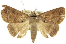 Image of Pantydia metaspila Walker 1857