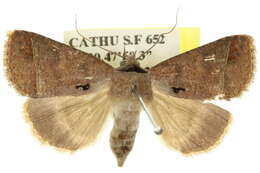 Image of Pantydia metaspila Walker 1857