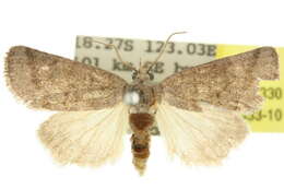 Image of Brachyona xylodesma Hampson 1926