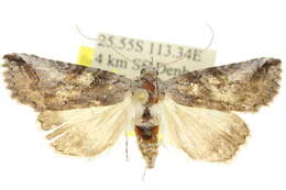 Imagem de Crypsiprora ophiodesma Meyrick 1902