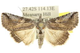 Imagem de Crypsiprora ophiodesma Meyrick 1902