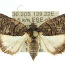 Image of Crypsiprora orthogramma