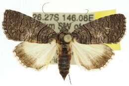 صورة Crypsiprora orthogramma