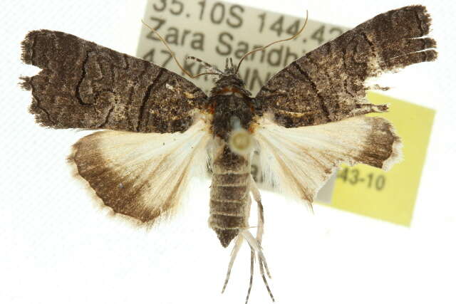 صورة Crypsiprora orthogramma