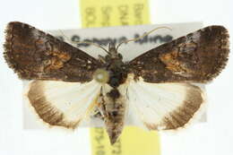 Image of Acanthoprora Hampson 1926