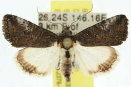 Image of Acanthoprora melanoleuca Hampson 1926