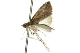 Image of <i>Stenoprora apicinota</i>