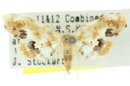 Image of Holocryptis phasianura Lucas 1892