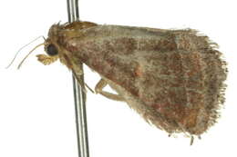 Image of <i>Eublemma rufipuncta</i>