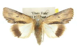 Image of Lyncestis phaeocrossa Turner 1932