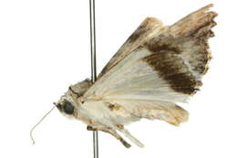 Image of Lyncestis phaeocrossa Turner 1932