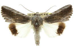 Image of Lyncestis melanoschista Meyrick 1897