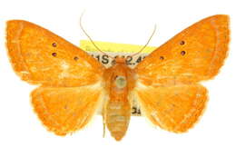 Image of Homodes crocea Guenée 1852