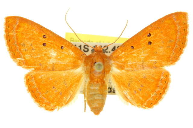 Image of Homodes crocea Guenée 1852