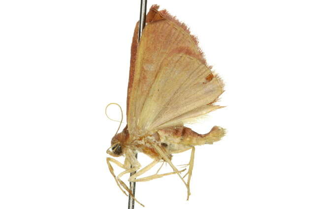 Image of Homodes bracteigutta Walker 1862