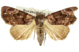 Image of Dinumma mediobrunnea Bethune-Baker 1906