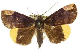 Image of Chrysopera Hampson 1894