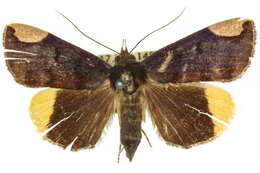 Image of Chrysopera Hampson 1894