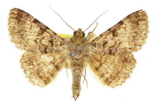 Image of Moth