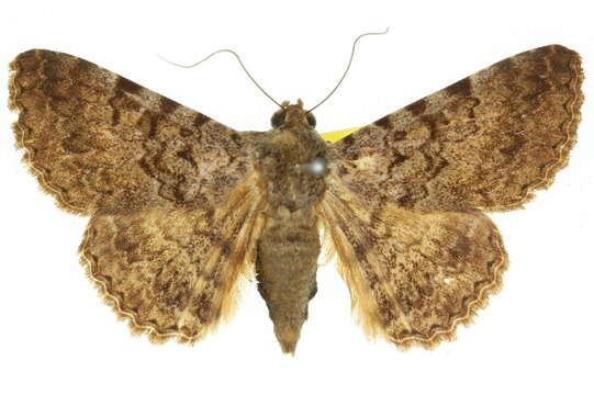 Image of Moth