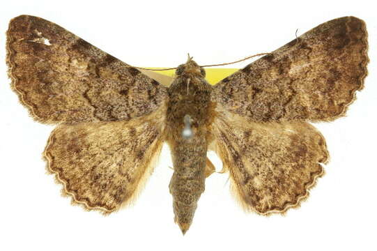 Image of Moth