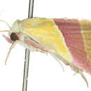 Image of Eublemma dimidialis