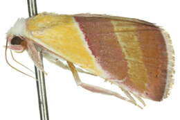 Image of Eublemma dimidialis