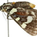 Image of <i>Periopta ardescens</i>