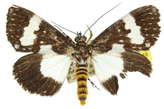 Image of Radinocera vagata Walker 1864