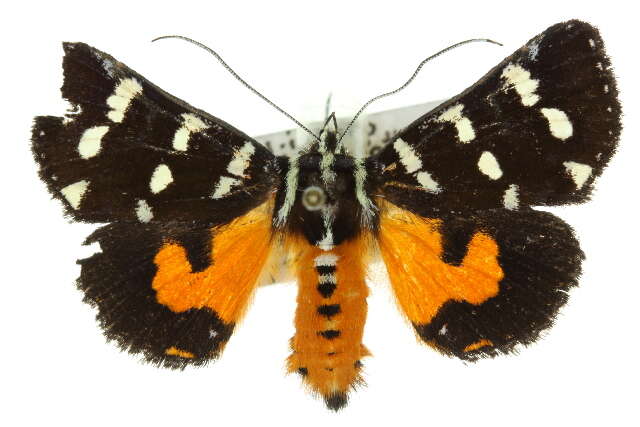 Imagem de Hecatesia thyridion Feisthamel 1839