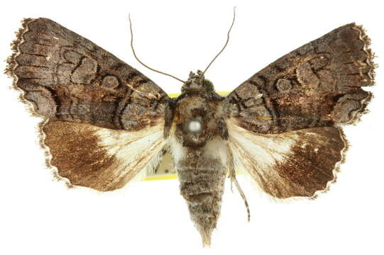 Image of Amphipyrine