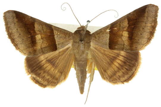 Image of <i>Mocis trifasciata</i>