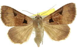 Image of Avatha discolor Fabricius 1794