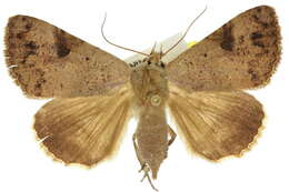 Image of Avatha discolor Fabricius 1794