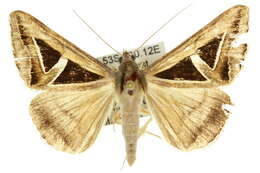 Image of Trigonodes hyppasia Cramer 1779