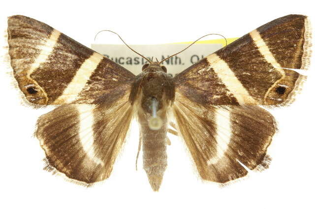 Grammodes oculicola Walker 1858的圖片