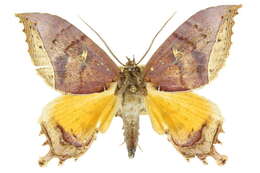 Sivun Pterocyclophora huntei Warren 1903 kuva