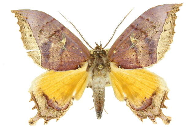 صورة Pterocyclophora huntei Warren 1903