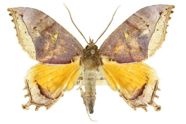 صورة Pterocyclophora huntei Warren 1903