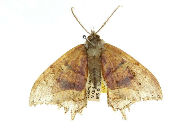 صورة Pterocyclophora huntei Warren 1903