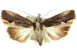 Image of Dipterygina kebeae Bethune-Baker 1906