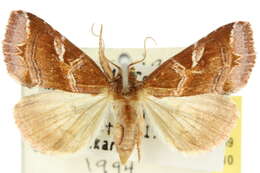 Image of Callopistria ferruginea Hampson 1908